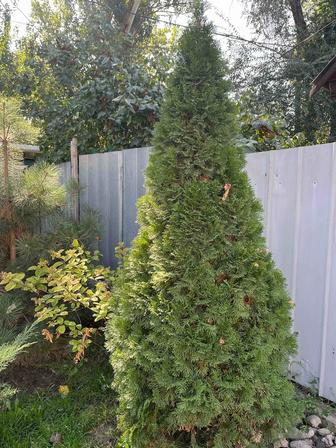 Хвойные - сосны, можжевельники, туи