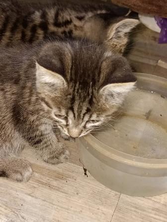 Отдам котят в добрые руки!!!