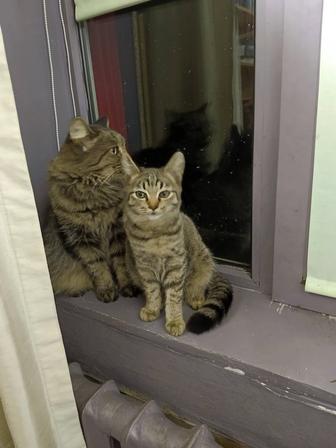 Отдам котят в добрые руки!!!