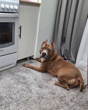 Красавец Амстафф ищет невесту.