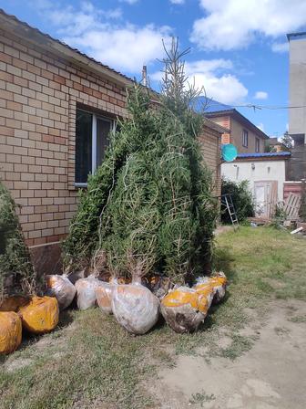 Продам Ель