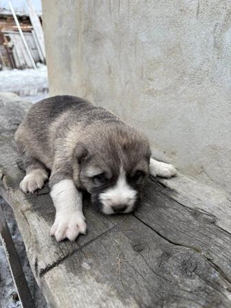 Щенки (САО)Алабая