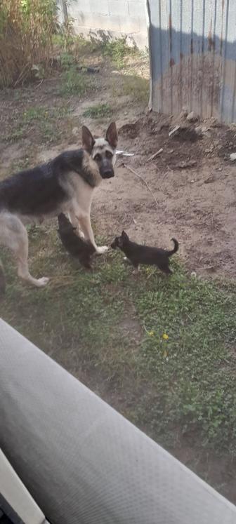 Продам овчарку