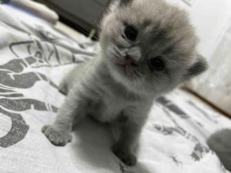 Продам котят