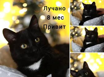 Молодой котик Лучано