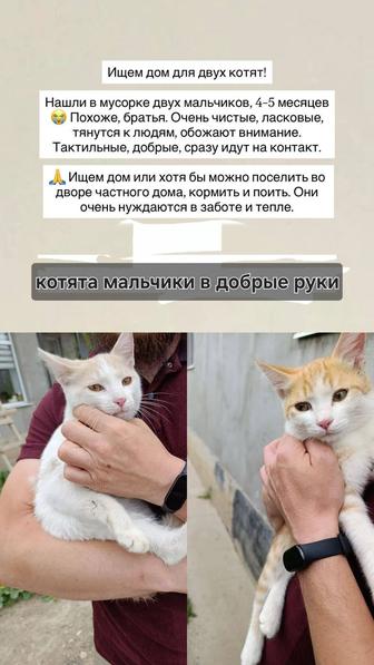 Котята-мальчики в добрые руки