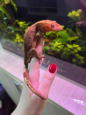 Реснитчатый бананоед геккон