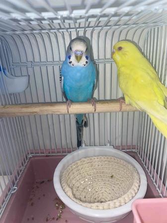 Продам волнистых попугаев