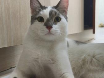 Пристраивается кот