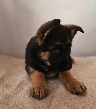 Продаются щенки