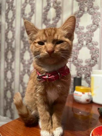 Отдам котенка в добрые руки