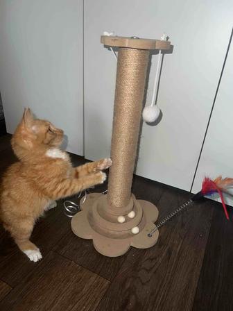 Отдам котенка в добрые руки