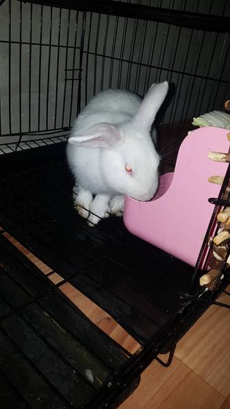 Продам декоративного КРОЛИКА