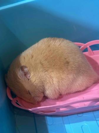 Продам хомячка