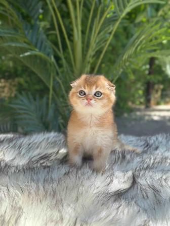 Котята мысык шотландцы