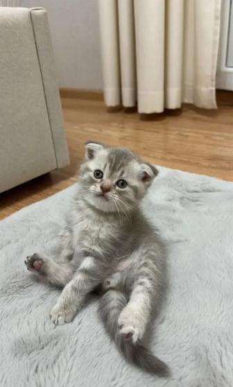 Котята Шотландские