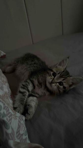 Продадим котенка -девочку , британка родилась в середине сентября