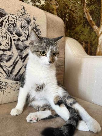 Котенок 8 месяцев. Стерилизована