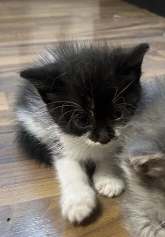Котенок, ангорочка!