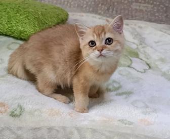 Британочка золотая шиншилла