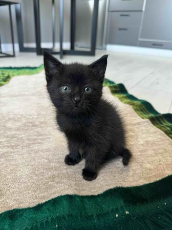 Угольный котенок