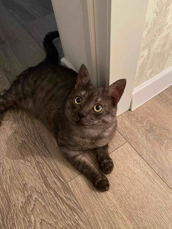 Отдам кота бесплатно