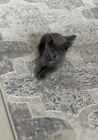 Британка котенок 2.5 мес.