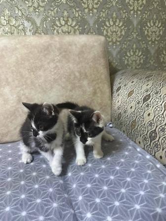Отдам в добрые руки котят