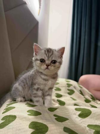 Шотландская прямоухий , скоттиш страйт