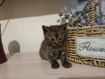 Отдам котенка