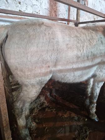 Семіз бие сатылады