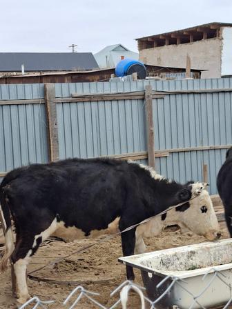 Корова (сиыр)