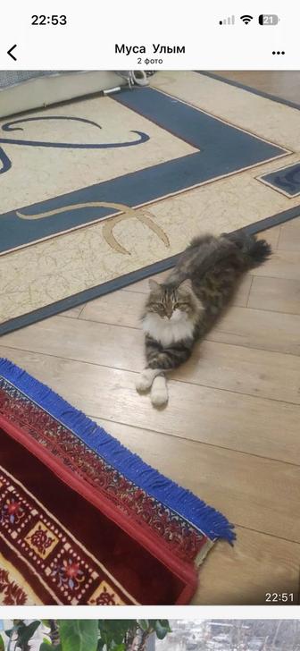 Отдам бесплатно кота