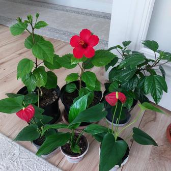 Комнатные цветы