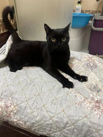 Кошечка подросток