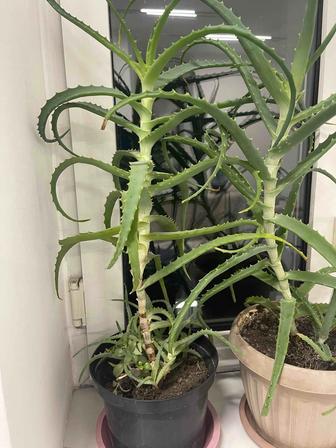 Алоэ столетник