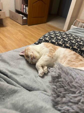 Котик Абрикос ищет дом