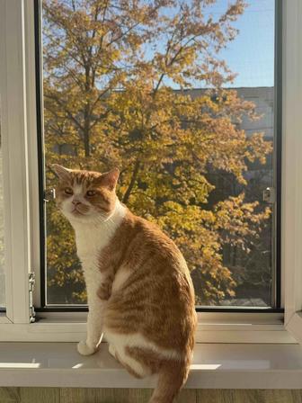 Котик Абрикос ищет дом