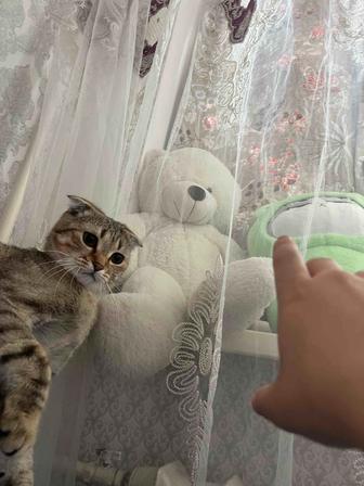 Отдам в добрые руки кошку