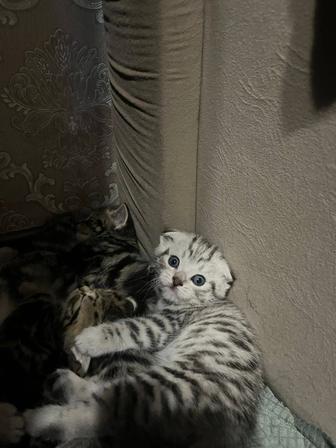 Продам котят шотландки пять мальчиков пять девочек родились 2 октября кушаю