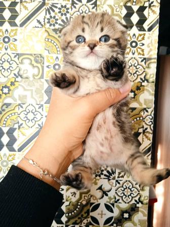 Продам котят шотландские пять мальчиков пять девочек родились 2 октября