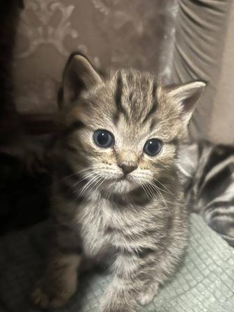 Продам котят шотландские 3 девочек родились 2 октября