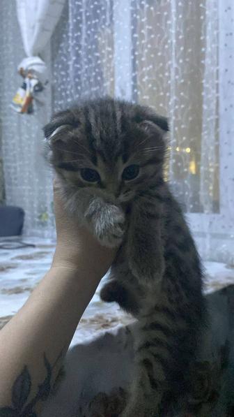 Продам котят шотландские 3 девочек родились 2 октября