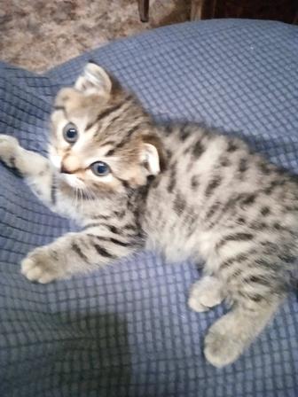 Продам котят шотландские 3 девочек родились 2 октября