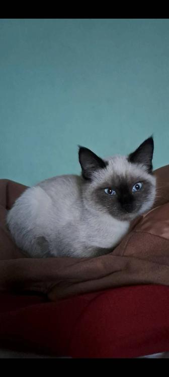 Породистый котенок Тайский сиам, предок ориентальских