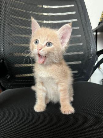 Очаровательные котята Персика ждут своих новых хозяев!