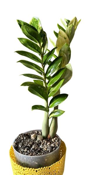 Замиакулькас вариегатный