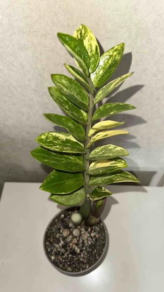 Замиакулькас вариегатный