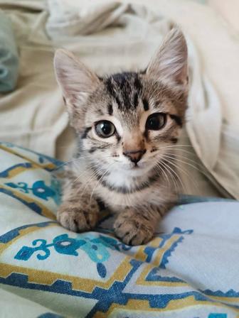 Полосатые тигры ищут дом