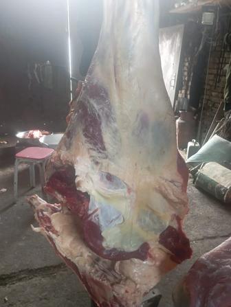 Продам мясо говядины